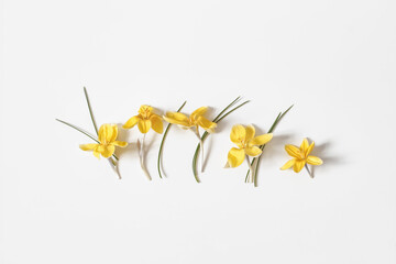 Easter floral composition. Yellow crocuses flowers in a row isolated on white table background....