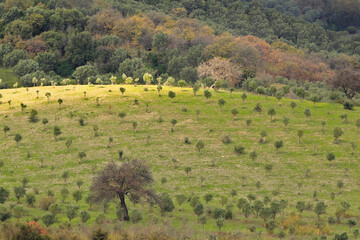 Countryside in Calabria on a cloudy day