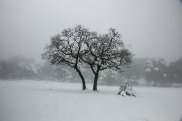 tree in snow