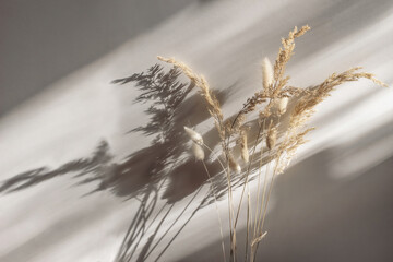 Fototapeta Close-up of beautiful dry grass bouquet. Bunny tail, Lagurus ovatus and festuca plant in sunlight. Harsh long shadows. Beige wall background. Floral home decoration. Natural detail. obraz