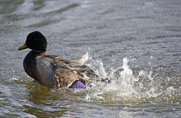 Ente