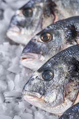 Chilled whole raw bream on ice