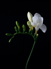 beautiful white freesia flower close up photo