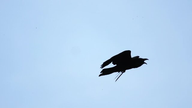 black raven spreading its wings flies in the sky