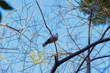 pigeon on tree
