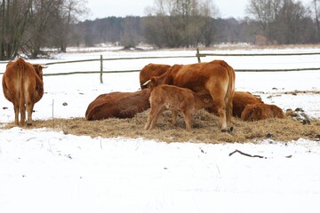 cows in the snow and the young body sucks milk