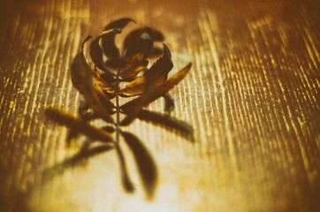 rowan leaf