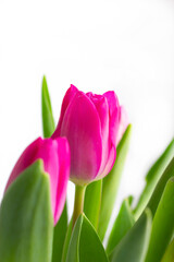 Fototapeta premium lilac tulip bud in green leaves close-up on a white background, with space for text. vertical photo. focus on the middle flower. the concept of a holiday, a postcard, a gift.