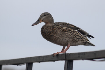 duck