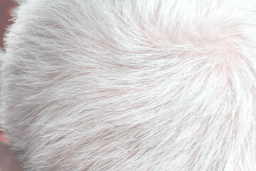 Close up men's head going to gray hair