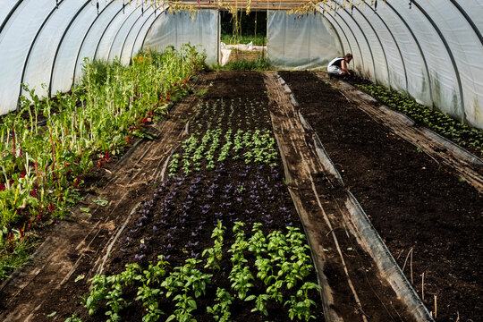 High angle view of rows of green and purple basil in a poly tunnel.