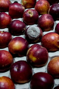 High angle close up of freshly picked nectarines.