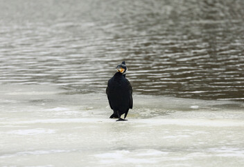 a black cormorant in a winter scenery photographed in Poland, Mazovia