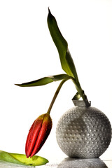 The concept of beauty flowers