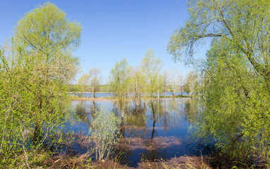 Fototapeta premium Flooded low shore of river with willows on a foreground