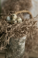 nest with eggs