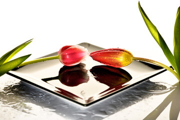 The concept of beauty flowers