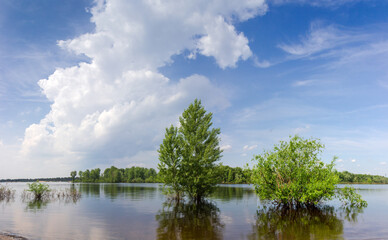 Willows and poplars standing in water during the spring flood