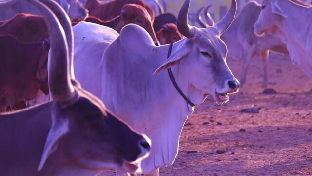 Gujarat cow agriculture,indian cow and calf's rest in govshal (goshala),beautiful view of cow group,high protein milk cow group,farm in cow,