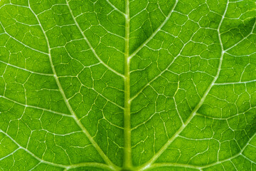 green leaf macro
