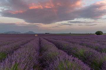 Stone hut in the lavender fields of the Provence in France, Europe