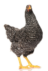 one black chicken isolated on white background, studio shoot