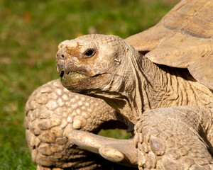 Obraz premium Tortoise