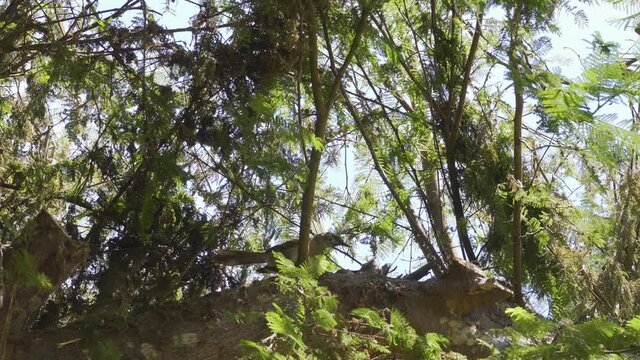 a Mimus longicaudatus pecking the branch of a tree above in the sunny day
