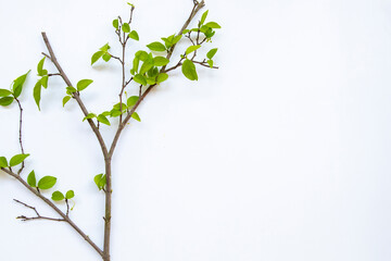 background texture branch and leaf arrangement flat lay postcard style on white