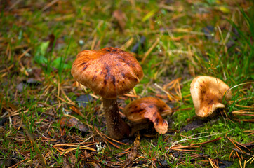 mushrooms in the forest