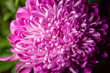 Pink petal background. Macro shot with shallow depth of field.