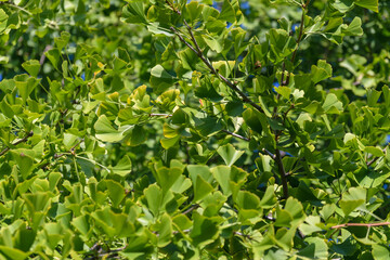 Ginkgo biloba tree. Selective focus.
