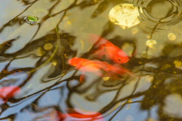 Goldfishes in the pond. Strong ripple on water.