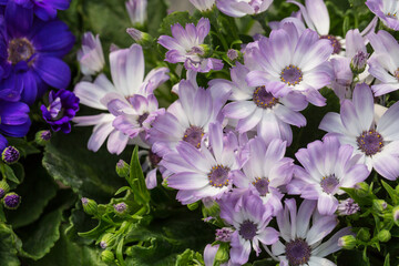 Colorful flowers cineraria blooming outdoors in spring，Pericallis hybrida