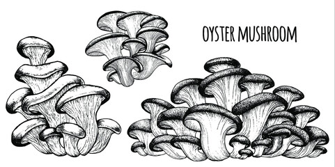 Oyster mushrooms Vector illustration hand drawn, family of edible mushrooms, graphic drawing with lines, Healthy organic food, vegetarian food, fresh mushrooms isolated on white background