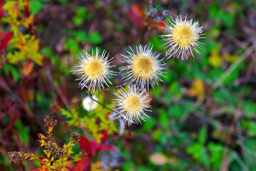 Dried flowers in the autumn