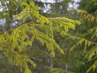pine green spruce paw with raindrops that drip from the needle