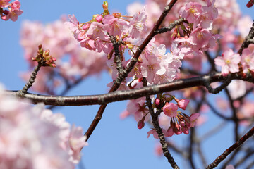 満開の河津桜　東京都江戸川区　日本