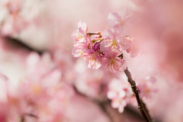 Fototapeta premium 満開の河津桜 東京都江戸川区 日本