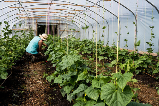 Woman kneeling in a poly tunnel, tending courgette plants.