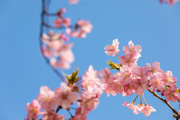 満開の河津桜　東京都江戸川区　日本