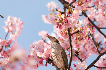 河津桜とヒヨドリ　東京都江戸川区　日本