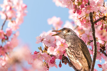 河津桜とヒヨドリ　東京都江戸川区　日本
