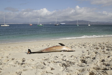 dead dolphin on the shore of a beach with sailboats in the background