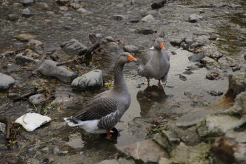big grey ducks in a river shore