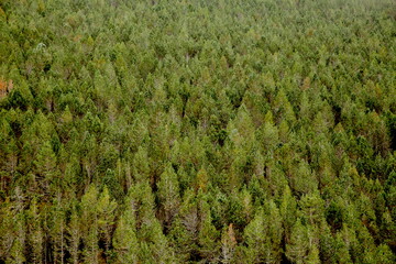 pine forest green background. Nature and forestry industry concept. copy space