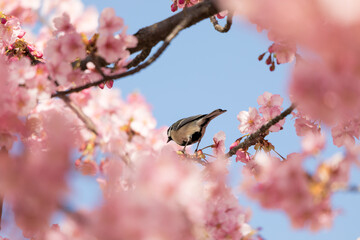 河津桜とシジュウカラ　東京都江戸川区　日本