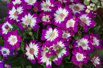 Obraz na płótnie Canvas Colorful flowers cineraria blooming outdoors in spring，Pericallis hybrida