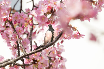 河津桜とシジュウカラ　東京都江戸川区　日本