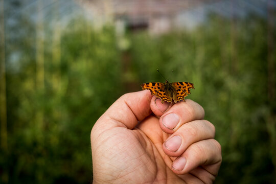 Close up of Comma butterfly on human hand.